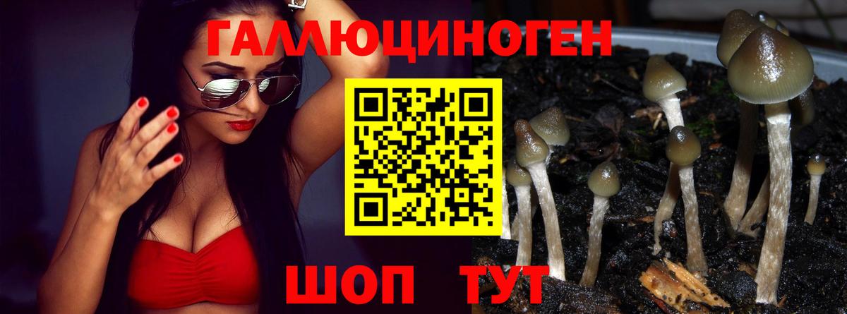 Галлюциногенные грибы Psilocybine cubensis Красногорск